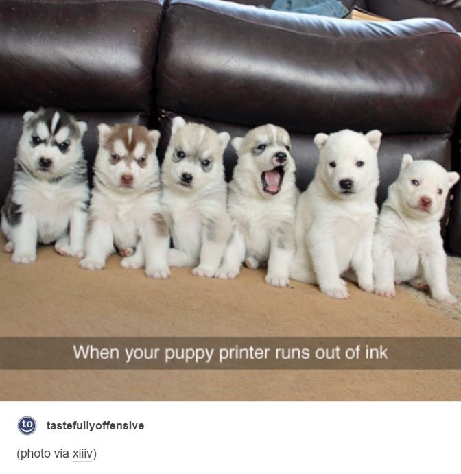Different Colored Dogs